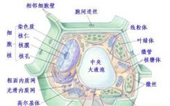 細(xì)胞如何在發(fā)展為特定細(xì)胞的同時(shí)忘記過(guò)去