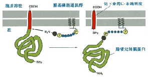 轉(zhuǎn)運(yùn)蛋白的功能以前必須從成百上千個(gè)協(xié)同工作的行為中推斷出來