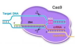 CRISPR系統(tǒng)確保哺乳動(dòng)物中只有雌性后代