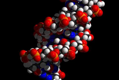 突破性的粘著素研究描述了折疊基因組的分子動力