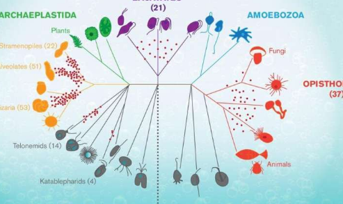 水生微生物為生命史提供了重要的窗口