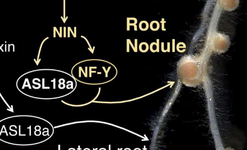側(cè)根發(fā)育途徑在豆科植物根瘤形成中的恢復(fù)