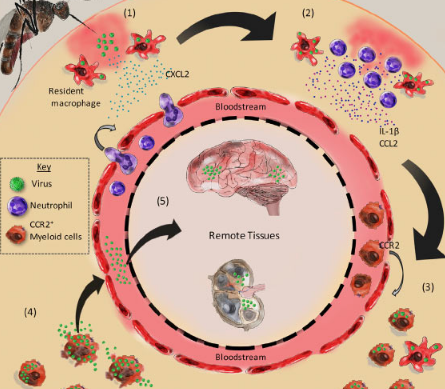 蚊蟲叮咬引起的炎癥可能會增強病毒的復制 傳播