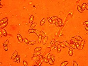 研究警告說 全球生物多樣性可能比以前認(rèn)為的還要糟糕