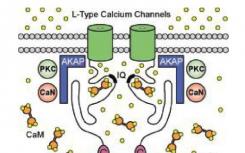 鈣信號傳導(dǎo)可幫助解決對非霍奇金淋巴瘤的耐藥性