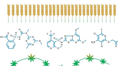 科學家開發(fā)出一種將冬小麥單產(chǎn)提高46-60％的方法