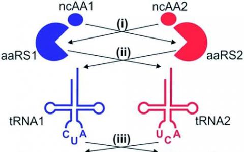 Start Codon和One Nucleus攜手實現(xiàn)英國生命科學集群的成功