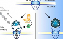 新發(fā)現(xiàn)的蛋白質(zhì)為病毒感染提供信號(hào)