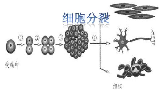 蛋白通過防止細(xì)胞增殖過快或不受控制地增殖來調(diào)節(jié)細(xì)胞分裂