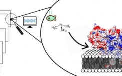 復(fù)活的蛋白質(zhì)揭示了重要酶的結(jié)構(gòu)