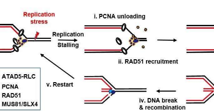 細(xì)胞如何緩解DNA復(fù)制壓??力