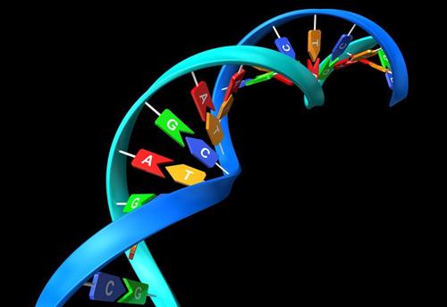 用CRISPR-Cas9插入末端修飾的DNA片段可獲得最高效率