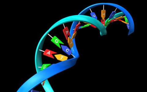 用CRISPR-Cas9插入末端修飾的DNA片段可獲得最高效率