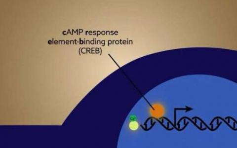 研究人員開發(fā)出新的方法來研究經(jīng)驗(yàn)驅(qū)動的轉(zhuǎn)錄因子活性