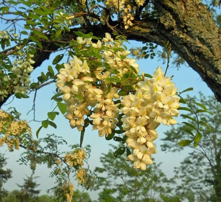 教你秋季養(yǎng)生適合常吃4種食物及改善這6個(gè)飲食與生活方式