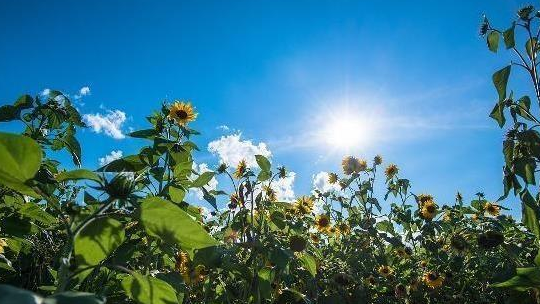 科普夏秋交替的4款養(yǎng)生食譜推薦及吃什么避暑防紫外線又養(yǎng)生呢