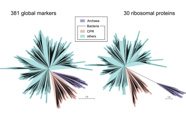 研究發(fā)現(xiàn)生命之樹(shù)微生物域之間的緊密進(jìn)化鄰近性