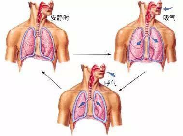 呼吸模式可能有助于預(yù)測人們何時開始采取自愿行動