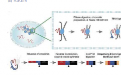 新的定位技術(shù)展示了RNA如何與基因組中的染色質(zhì)相互作用