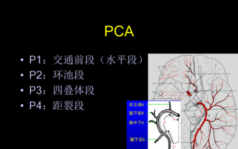 天然存在的分子可以改善MS患者的腦代謝