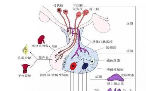 研究人員發(fā)現(xiàn)動物毛發(fā)中常見激素分析的可能陷阱