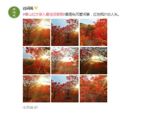 香山紅葉漸入最佳觀賞期 香山紅葉觀賞最佳時(shí)間是什么時(shí)候？