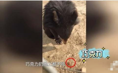 河南動物園一只黑熊寶寶挑食被訓(xùn)低頭不吭聲 委屈巴巴的樣子太可愛了