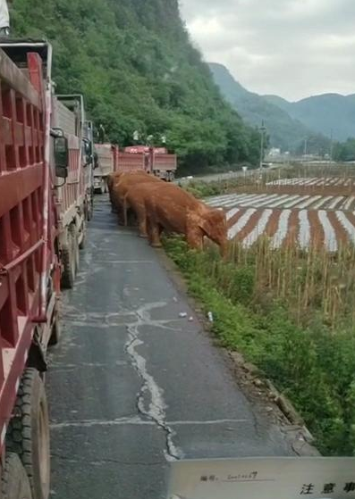 昆明渣土車司機正面遭遇象群  直接站車頂拍下罕見現(xiàn)場【圖】