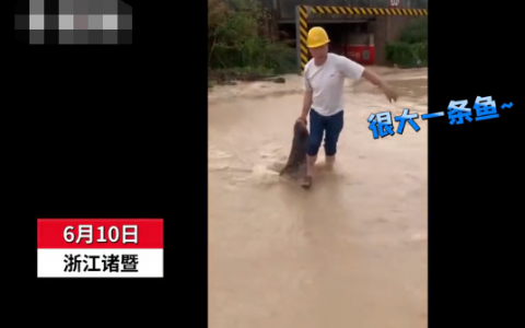 暴雨后市民在街頭撈一米多長大魚   路人拍下現(xiàn)場嘖嘖稱奇【圖】