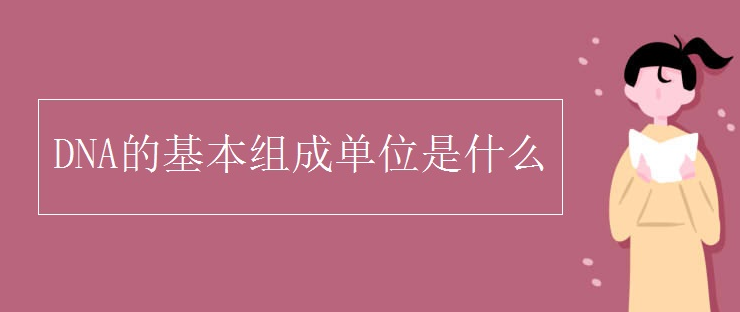 DNA的基本組成單位